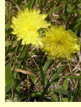 Ястребинка волосистая (Hieracium pilosella L) Ястребинка волосистая (Hieracium pilosella L)